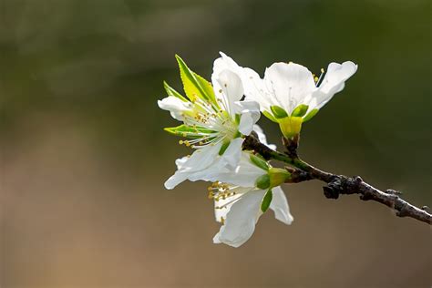 白桃花|白桃花